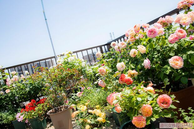 サムソンさんが丹精を込めた屋上バラ園　撮影／矢島泰輔