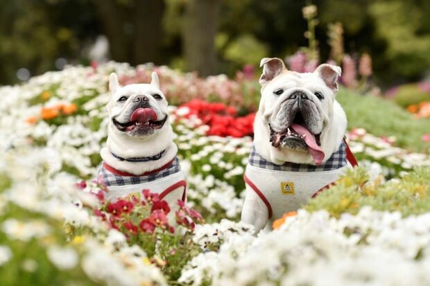 お花畑でツーショット。かわいいお洋服に、ぶひかわっぷりが最高！　 (c)鼻ぺちゃ展