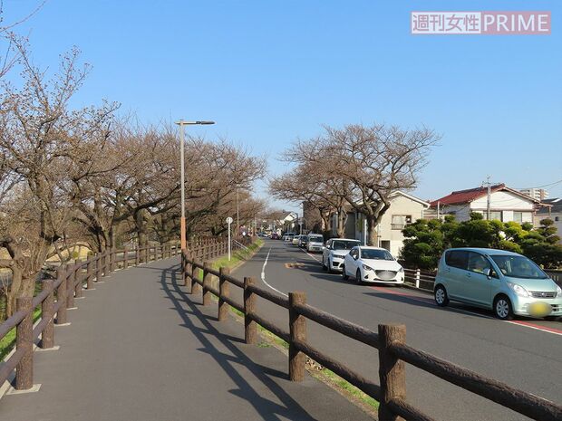 水元公園の桜並木の沿道には路上駐車が