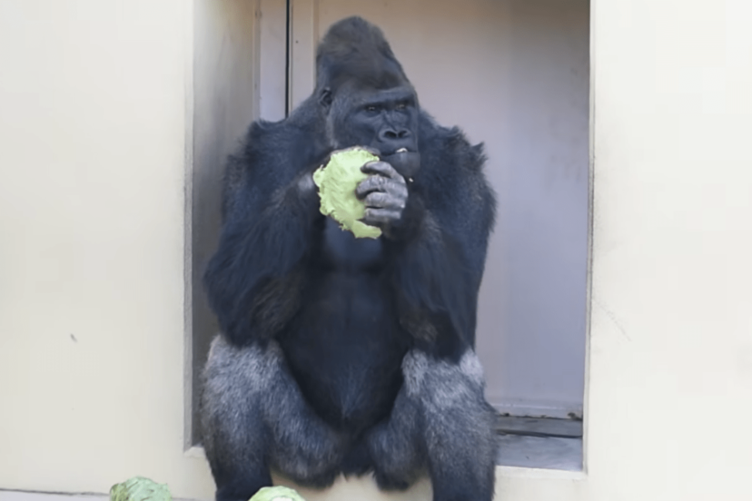 画像・写真】《名古屋市東山動植物園》イケメンゴリラのキヨマサ、父