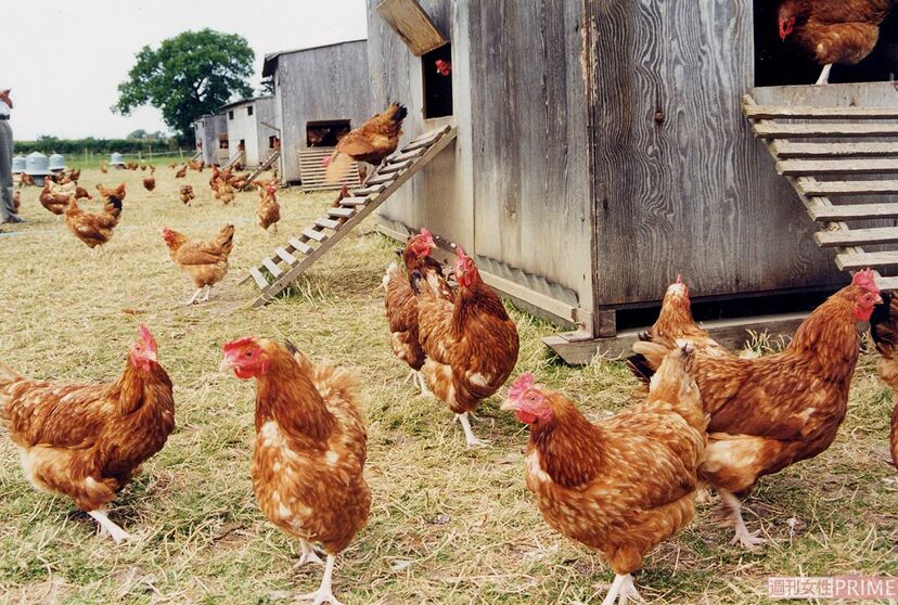 画像 写真 糞尿まみれの劣悪環境で育つ鶏や豚も市場に流通 安心して買える食品 の見分け方 ニュース概要 週刊女性prime