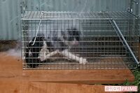 動物虐待を「芸術作品」と喜ぶ人々の闇、罰則強化と根本治療を考える