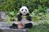 【シャンシャンらパンダ4頭が中国返還へ】かわいいだけじゃない、知られざるパンダトリビア「エサ代は動物…