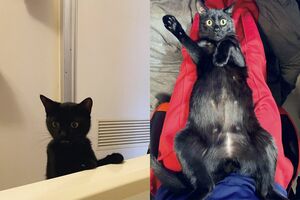 「人間が水に落ちてる!?!?」（左）、“ブラッシング中の人間がバカでかいくしゃみをした時の顔”（右）