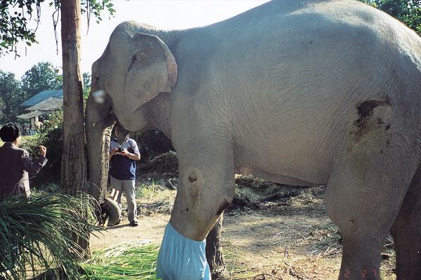 地雷で左前足を失い、「キノシタ・エレファント・ホスピタル」で療養するゾウ