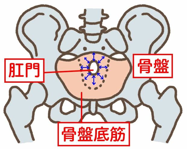 お尻の穴を締めたりゆるめたりすると、骨盤の底にある「骨盤底筋」という筋肉を動かすことができる。すると、ぼうこうまで血液が流れ、ぼうこうの血流が改善。イラスト／ゼリービーンズ