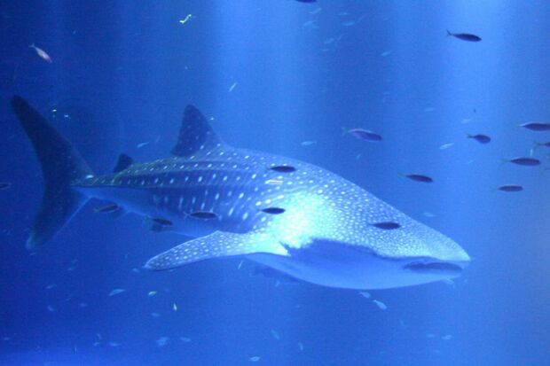 『のとじま臨海公園水族館（のとじま水族館）』公式HPより