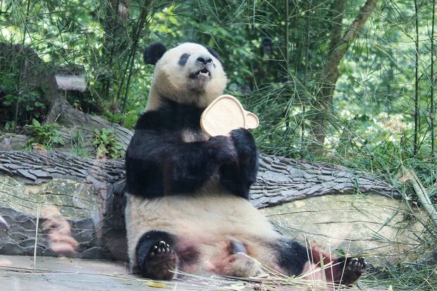 竹の次は何をたべようかな　撮影／MESTY