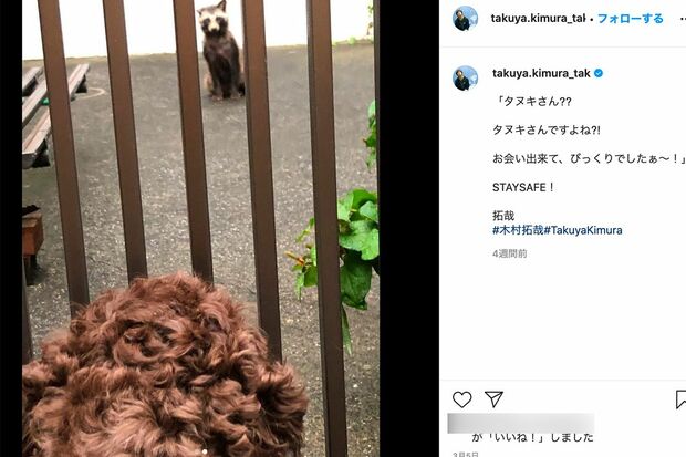 3月5日、住宅街に出没した“タヌキ”。愛犬も見据えて（@takuya.kimura_takより）