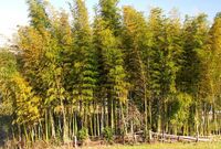 秋元優里「竹林」と「堆肥小屋」というパワーワードで男性ファン急増か