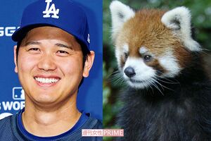 7月5日、同じ誕生日の大谷翔平とレッサーパンダの風太くん