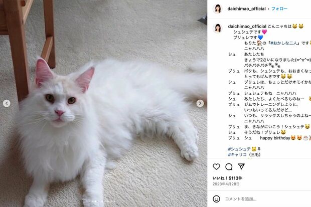 大地真央が飼っているメインクーンのブリュレくん。通常時の姿（大地真央のインスタグラムより）