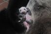 メスと判明。まぶたがピクピク動き始めている(提供=上野動物園)