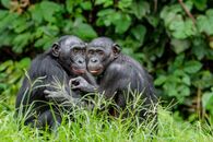 ヒトの不倫を昆虫学と動物行動学から考える ボノボの社会に学ぶべきもの