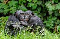ヒトの不倫を昆虫学と動物行動学から考える ボノボの社会に学ぶべきもの
