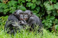 ヒトの不倫を昆虫学と動物行動学から考える ボノボの社会に学ぶべきもの
