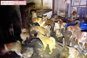 室内で密集する犬たち。体毛は排泄物で汚れていた（読者提供）