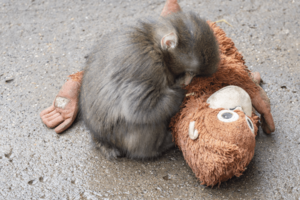 オランママに抱きついて安心したのかスヤスヤと眠るパンチくん(写真/読者提供)