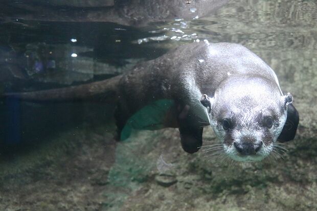 くるり（ツメナシカワウソ）＠仙台うみの杜水族館