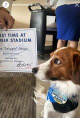 大谷翔平の愛犬のデコピン（大谷翔平のインスタグラムより）