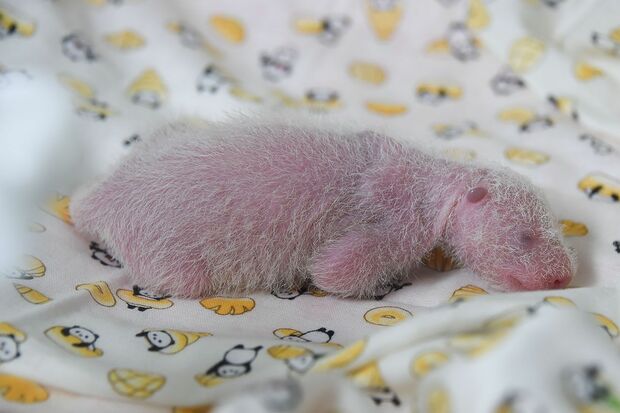 '17年6月、生まれて間もない保育器の中のシャンシャン　写真／（公財）東京動物園協会