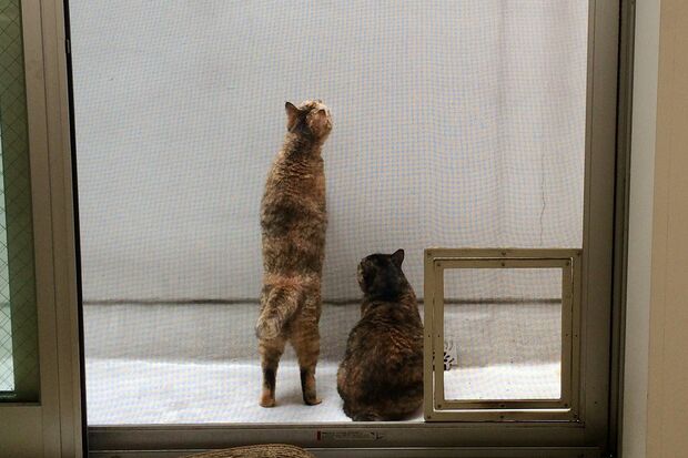 写真提供／木津イチロウさん