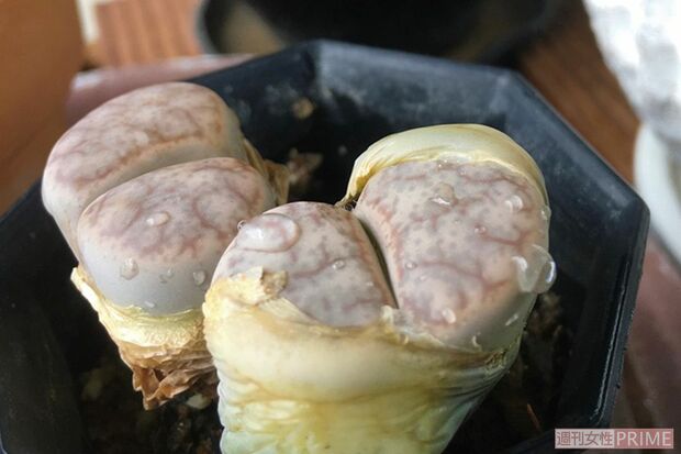 脱皮を繰り返して大きくなるというめずらしい多肉植物「リトープス」