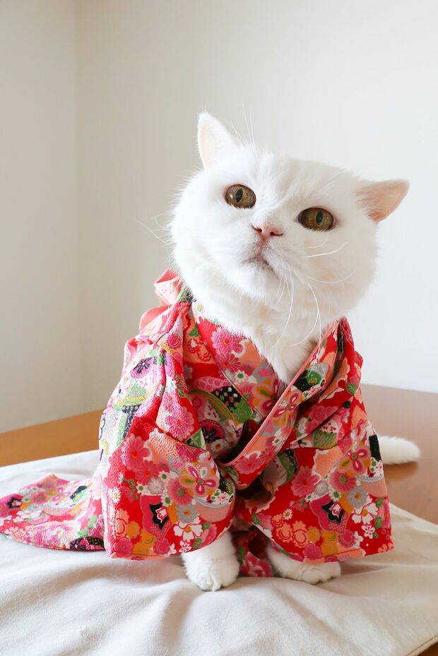 昨年亡くなった、うらちゃんの特別展示も。子猫時代の作品も必見です　(c)JOE   (c)ねこ休み展 冬 2019