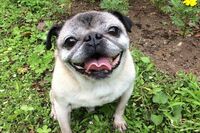 ツイッターで大人気、愛犬のパグを描いたマンガ「めーちゃん」が可愛い！