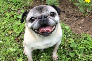 パグ・めーちゃん