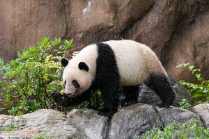 屋外運動場を悠然と歩くレイレイは“ムーンウォーク”で後方移動も（撮影／伊藤和幸）