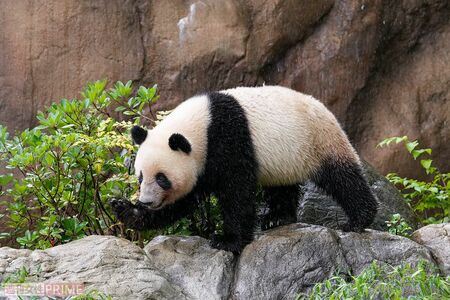 屋外運動場を悠然と歩くレイレイは“ムーンウォーク”で後方移動も（撮影／伊藤和幸）