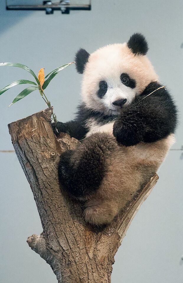 シャンシャン♀　写真／高氏貴博（毎日パンダ）