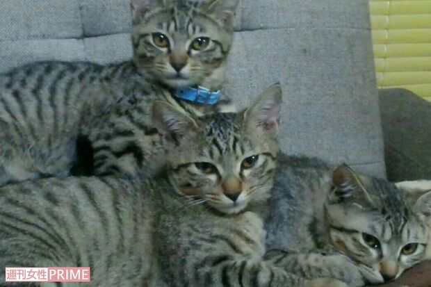 写真のうち2匹が行方不明の坂本さん宅の猫（飼い主家族提供）