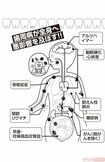 歯周病が全身へ悪影響を及ぼす! イラスト/とげとげ。