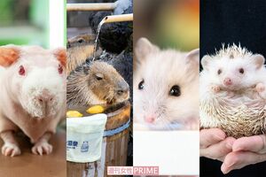 (写真左から)スキニーギニアピッグ、カピバラ、ハムスター、ハリネズミ