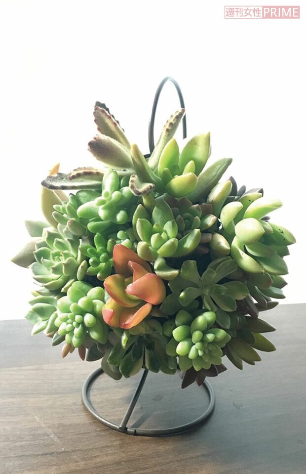 こちらは苔玉がベース　どれもおしゃれな出来栄え植物愛を感じる〜！