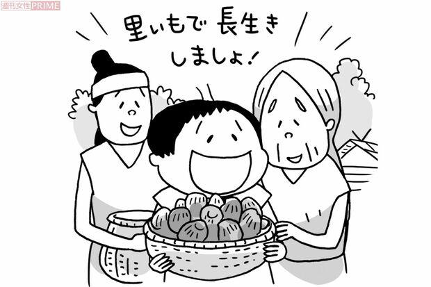 サトイモのヌルヌル成分が、身体の老化防止に役立つ　イラスト／上田惣子