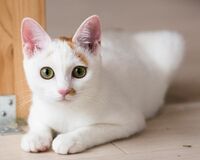取材で猫シェルターを訪れ、下半身マヒのある猫を引き取る