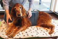 「7才からシニア犬」延び続ける愛犬の平均寿命！　後悔しない介護とは