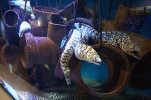 アパートに見立てたウツボ水槽。一見、気持ち悪いけど、いつの間にかやみつきになること必至。