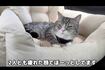 動物病院帰りに車内で撮影された動画。もちまるが過呼吸状態なのではと心配の声が寄せられた(『もちまる日記』YouTubeより)