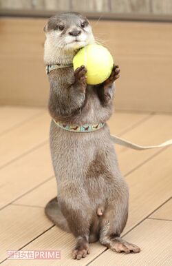 やまとは器用にボールを持つこともできるが、芸として教えているわけではなく、トレーニングの一環だという　撮影／吉岡竜紀