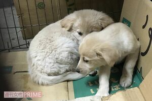 昨年11月25日に捨てられていたため保護した子犬