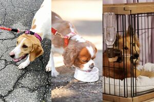 愛犬のために良かれと思った行動が逆に健康を損ね、寿命を縮めることも（写真はイメージです）