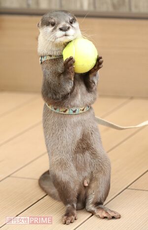 やまとは器用にボールを持つこともできるが、芸として教えているわけではなく、トレーニングの一環だという 撮影/吉岡竜紀