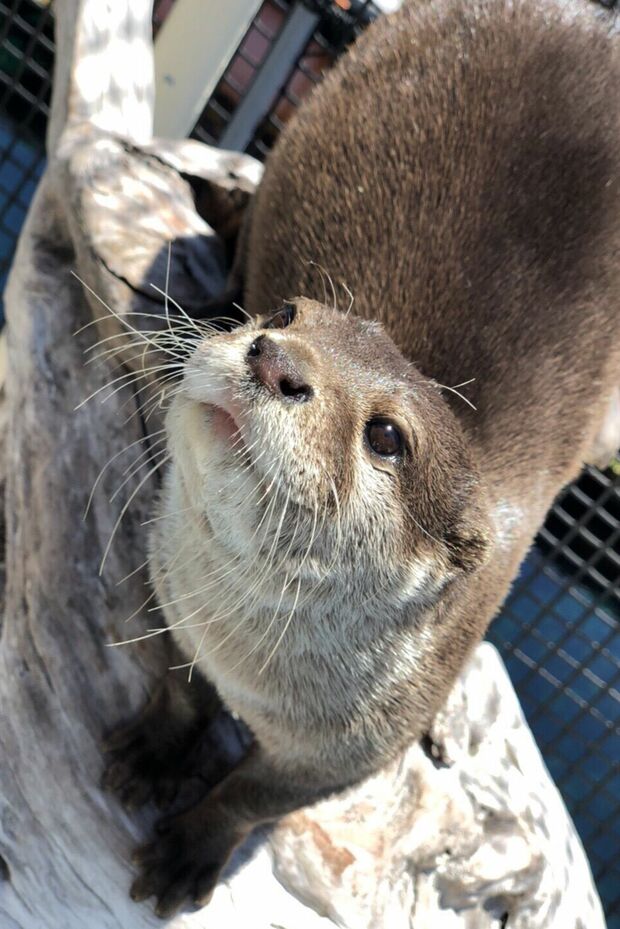 のこすけ（コツメカワウソ）＠うみたま体験パーク「つくみイルカ島」