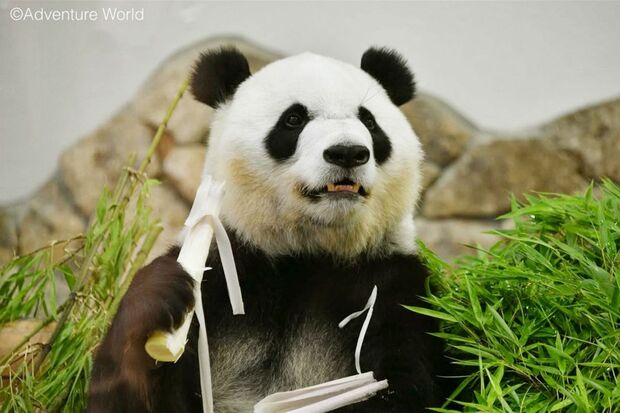 アドベンチャーワールドの彩浜、現在は中国の「成都ジャイアントパンダ繁殖研究基地」で会うことができる（アドベンチャーワールド公式Instagramより）