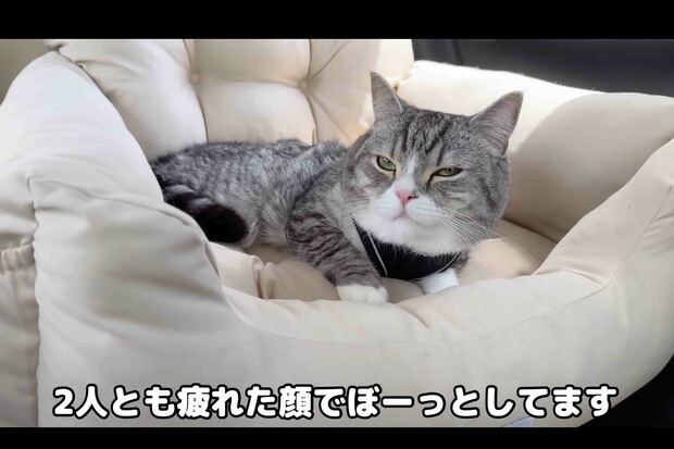 動物病院帰りに車内で撮影された動画。もちまるが過呼吸状態なのではと心配の声が寄せられた（『もちまる日記』YouTubeより）