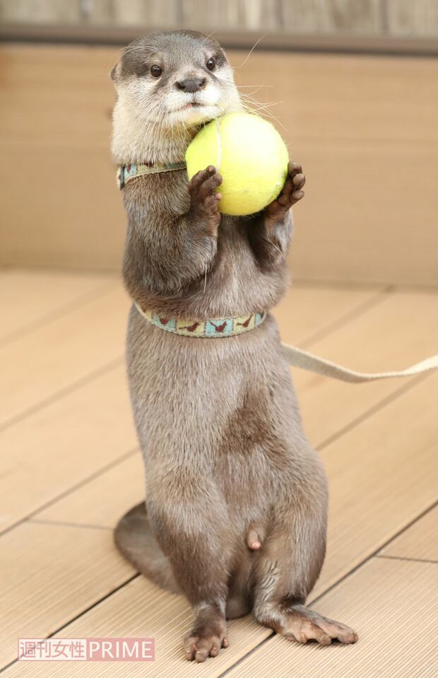 やまとは器用にボールを持つこともできるが、芸として教えているわけではなく、トレーニングの一環だという　撮影／吉岡竜紀